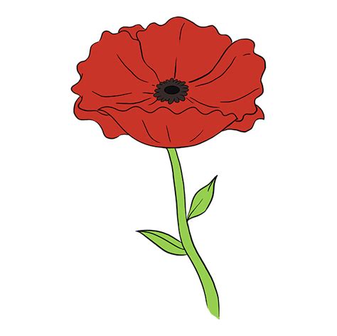 poppy flower drawing easy